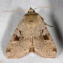 Diarsia esurialis - Hodges#10920 - photo 3