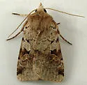 Diarsia esurialis - Hodges#10920 - photo 4