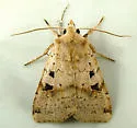 Diarsia esurialis - Hodges#10920 - photo 5
