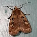 Smaller Pinkish Dart - Hodges#10919