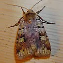 Smaller Pinkish Dart - Hodges#10919 - photo 2
