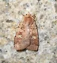 Smaller Pinkish Dart - Hodges#10919 - photo 3