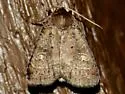 Smaller Pinkish Dart - Hodges#10919 - photo 5