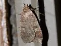 Red Dart - Hodges#10917 - photo 3