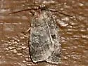 Red Dart - Hodges#10917 - photo 4