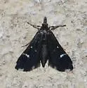 Diasemiodes nigralis - Hodges#5173