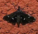 Diasemiodes nigralis - Hodges#5173 - photo 2