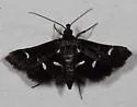 Diasemiodes nigralis - Hodges#5173 - photo 4