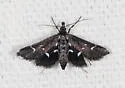 Diasemiodes nigralis - Hodges#5173 - photo 5
