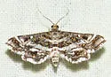 Diasemiopsis leodocusalis - Hodges#5171