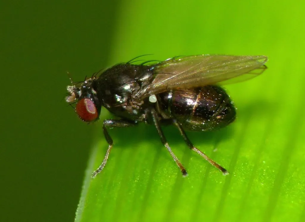 Metallic Black Pasture Fly - photo 2