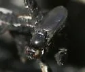 Petroleum Fly