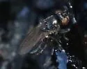 Petroleum Fly - photo 2