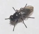 Petroleum Fly - photo 3