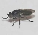 Petroleum Fly - photo 4