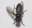 Petroleum Fly - photo 5