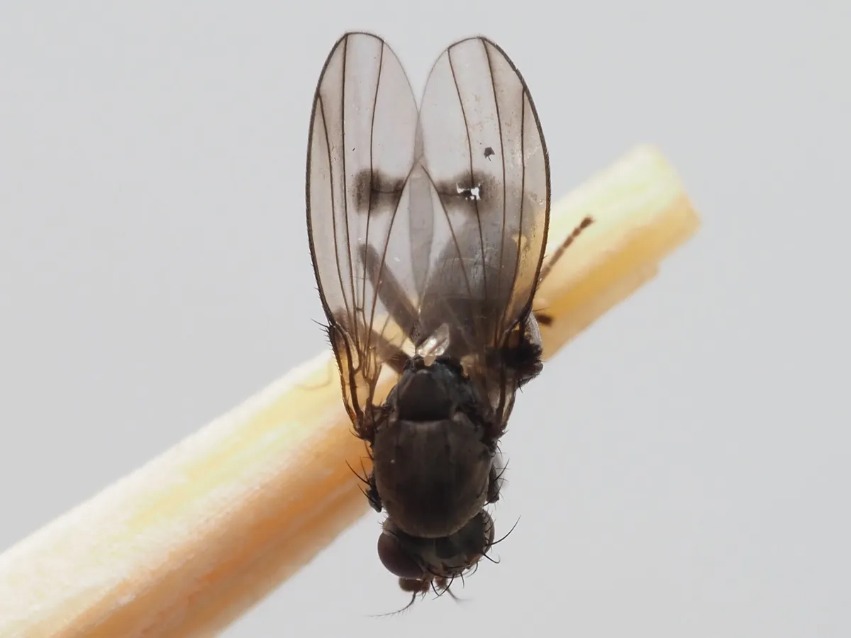 Diastata adusta