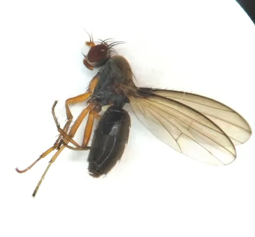 Diastata costata
