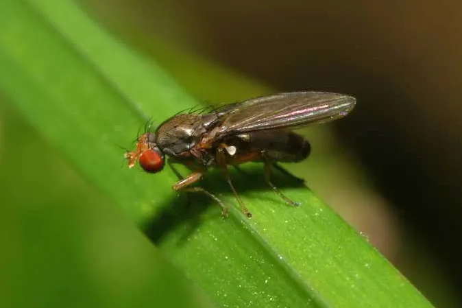 Diastata fuscula - photo 2
