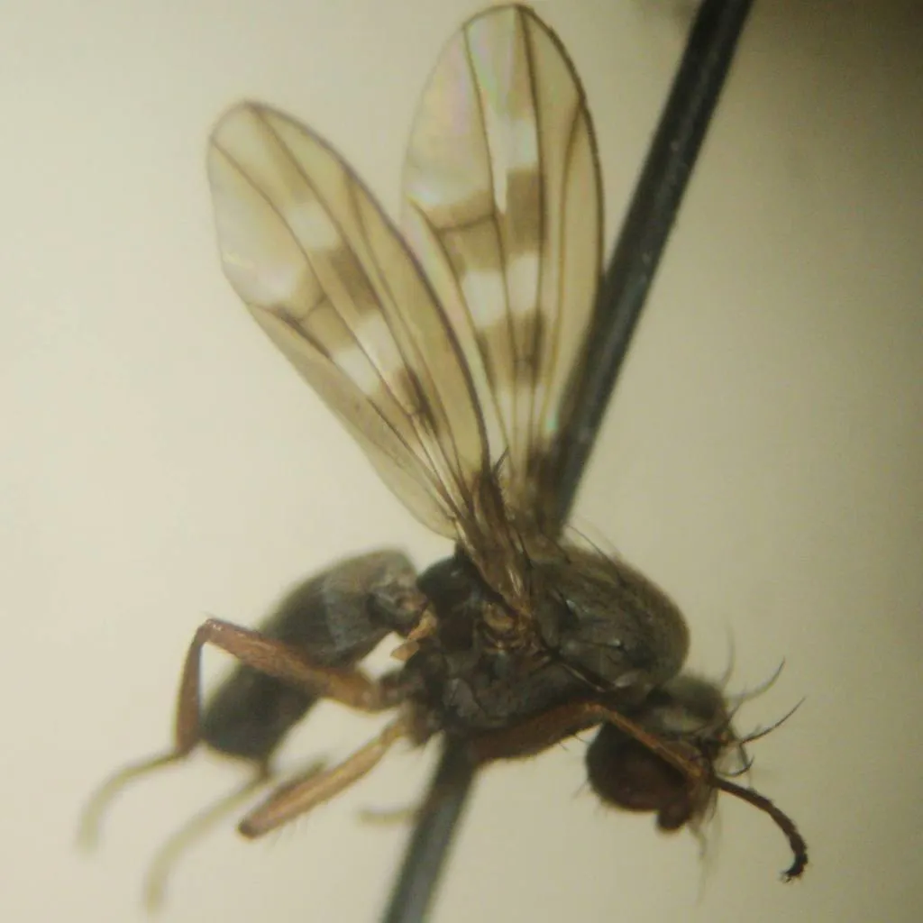 Diastata nebulosa