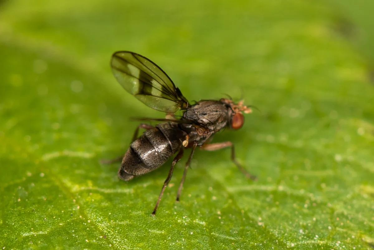 Diastata ornata - photo 2