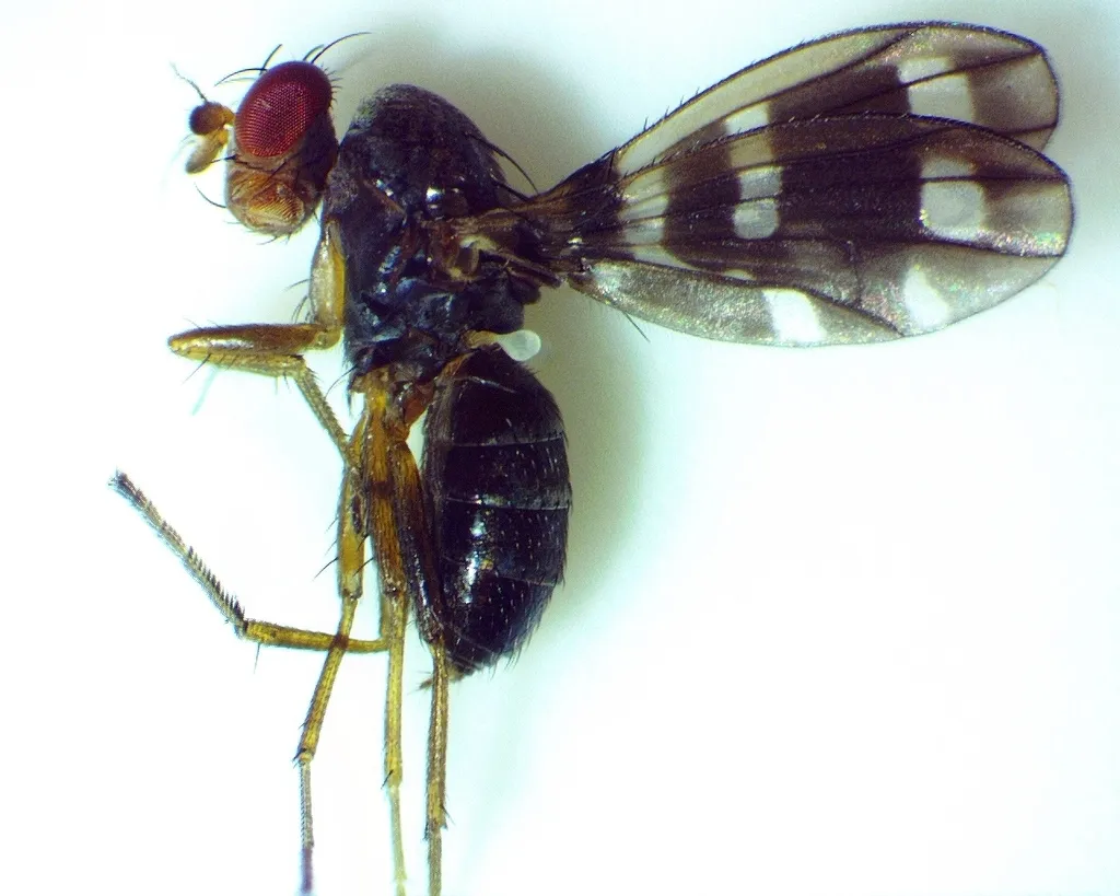 Diastata repleta