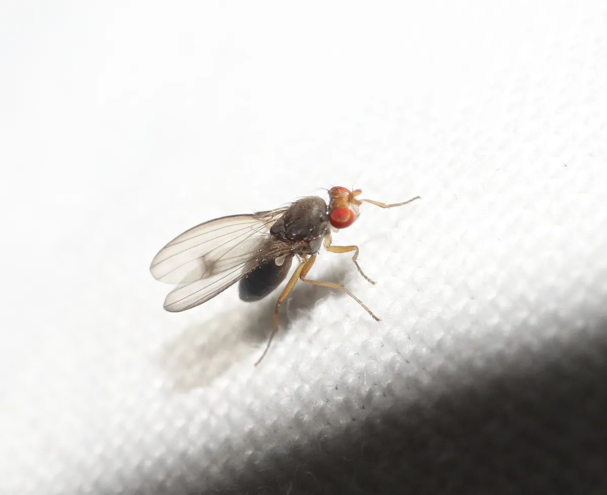 Diastata vagans - photo 3