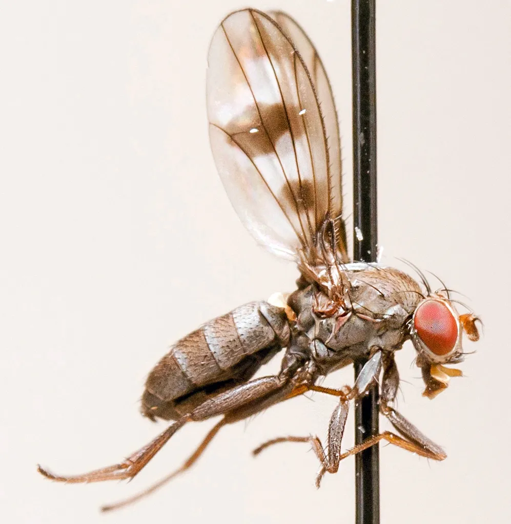 Diastatidae - photo 2