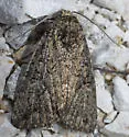 Diastema chuza - Hodges#9068.1