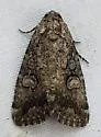 Diastema chuza - Hodges#9068.1 - photo 3