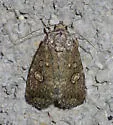 Diastema chuza - Hodges#9068.1 - photo 4