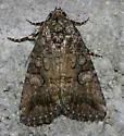 Diastema chuza - Hodges#9068.1 - photo 5
