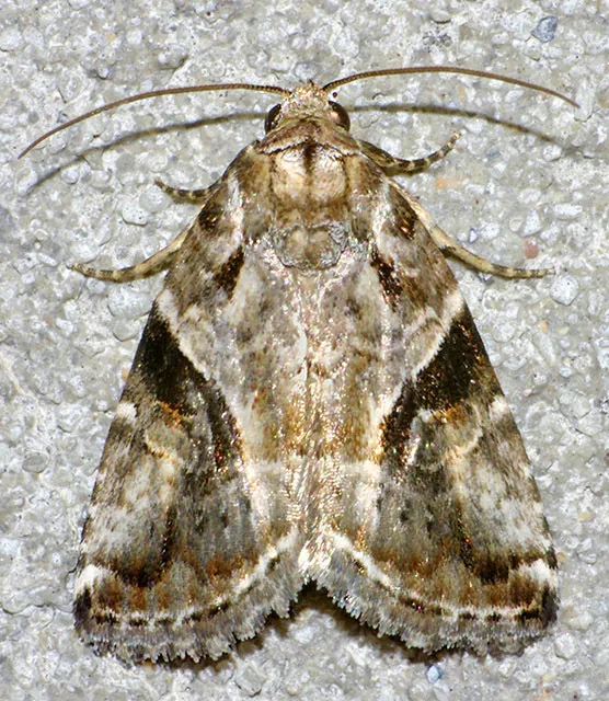 Diastema cnossia - Hodges#9068 - photo 2
