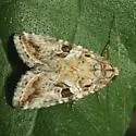 Diastema n. sp. near morata - Hodges#9068.97 - Diastema n-sp