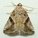Diastema n. sp. near morata - Hodges#9068.97 - photo 2