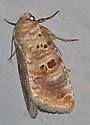 Lantana Moth - Hodges#9067