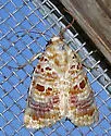 Lantana Moth - Hodges#9067 - photo 2