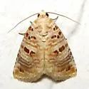 Lantana Moth - Hodges#9067 - photo 3