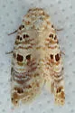 Lantana Moth - Hodges#9067 - photo 4