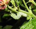 Lantana Moth - Hodges#9067 - photo 5
