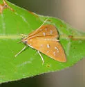 White-spotted Orange Moth - Hodges#5253
