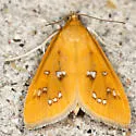 White-spotted Orange Moth - Hodges#5253 - photo 3