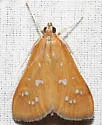 White-spotted Orange Moth - Hodges#5253 - photo 4