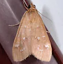 White-spotted Orange Moth - Hodges#5253 - photo 5
