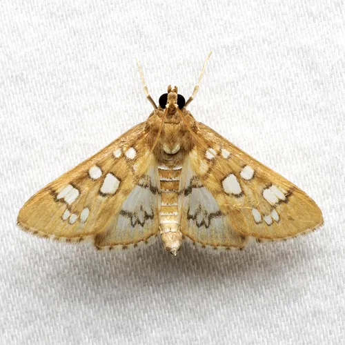 Samea baccatalis - Hodges#5152