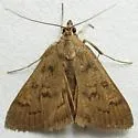 Diastictis caecalis - Hodges#5261