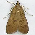 Diastictis caecalis - Hodges#5261 - photo 2