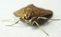 Diastictis caecalis - Hodges#5261 - photo 3