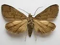 Diastictis caecalis - Hodges#5261 - photo 4