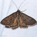 Diastictis caecalis - Hodges#5261 - photo 5